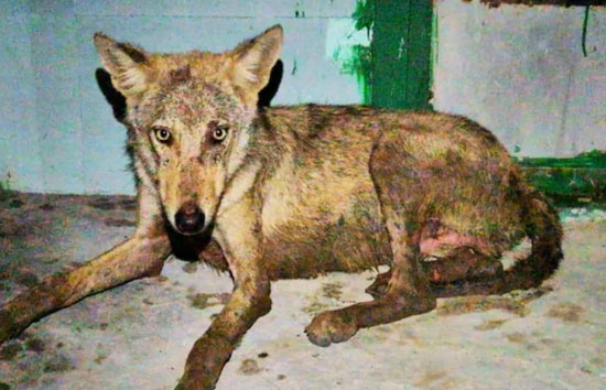 बहराइच : आदमखोर भेड़िए ने एक और मासूम को बनाया निशाना, मौत 