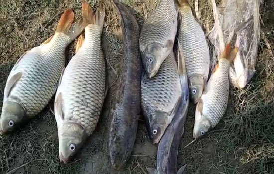 शाहजहांपुर : नदी में जहरीला पदार्थ डालने से मछलियां मरीं