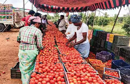 महंगे टमाटर से लोगों ने बनाई दूरी, 14 फीसदी लोगों ने खाना ही छोड़ा