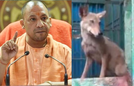बहराइच : भेड़ियों के लिए योगी सरकार का आदेश, पकड़ में नहीं आ रहा तो गोली मार दो
