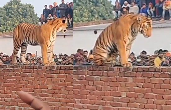 यूपी : पीलीभीत में किसान के घर में घुसा बाघ, दीवार पर जमाए है डेरा, देखने को उमड़ी भीड़ 