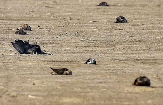 मप्र : राज्य में 1100 कौवों-पक्षियों की मौत, 13 जिलों में बर्ड फ्लू की पुष्टि, अलर्ट 