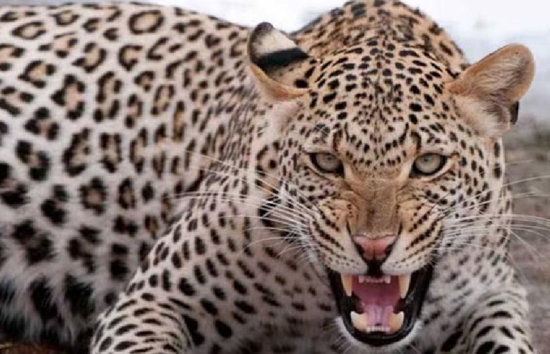 उत्तर प्रदेश : बिजनौर के सरकारी स्कूल में घुसा तेंदुआ, कमरे में बंद कर शिक्षकों ने बचाई जान  