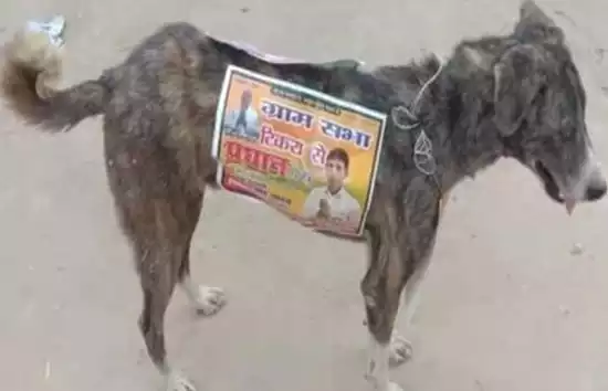 पंचायत चुनाव : अब इस तरह हो रहा प्रचार, कुत्तों के पीठ पर लगाया पोस्टर, वायरल होने पर उम्मीदवार ने दिया अजीबो गरीब जवाब 