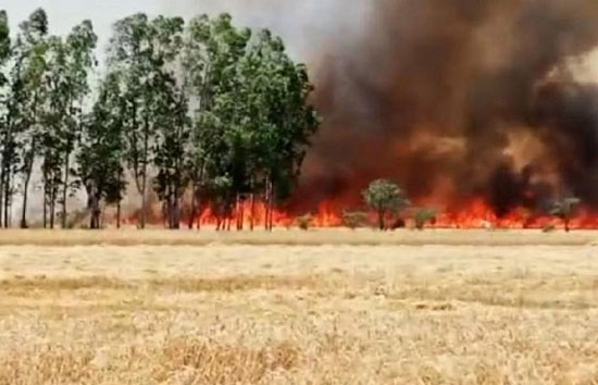 हरदोई : अज्ञात कारणों से लगी आग से 500 बीघे गेंहू की फसल जलकर राख
