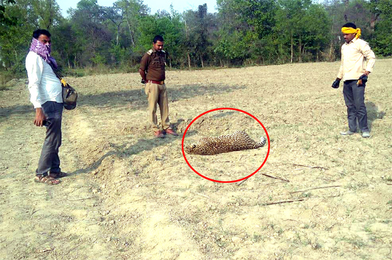 लखीमपुर : खेत में पड़ा मिला मादा तेंदुए का शव, ग्रामीणों में मचा हड़कंप