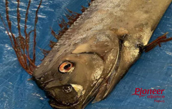 गंगा से पकड़ी गई 18 किलो 500 ग्राम की जंबो भेटकी मछली