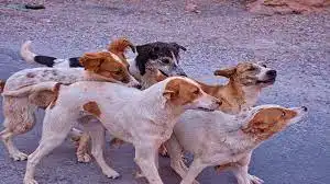 लखनऊ में नगर निगम का प्रस्ताव पास, 70000 कुत्तों की होगी नसबंदी