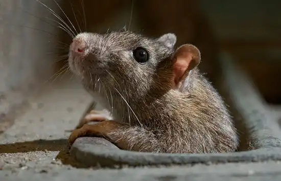 घर में चूहों से हैं परेशान तो इन घरेलू नुस्खे अपनाकर पा सकते छुटकारा!