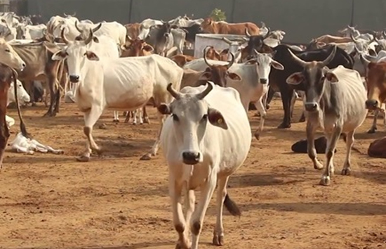 कोरोना की चपेट में जानवर, गुजरात में गाय और कुत्ते संक्रमित, अध्ययन में हुआ खुलासा