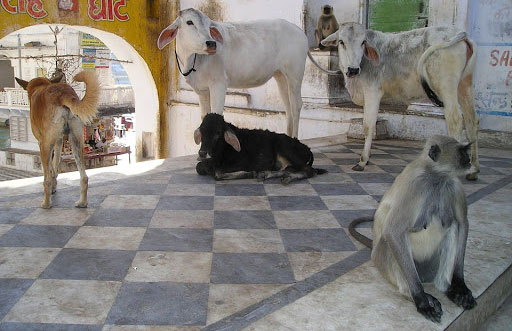 लॉकडाउन के बीच लखनऊ में गाय, बंदर व कुत्तों को भी मिलेगा सरकारी भोजन  