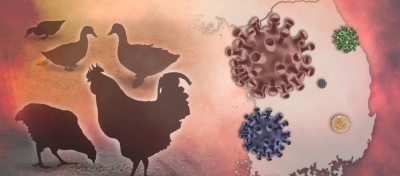 बर्ड फ्लू वायरस में नए बदलाव ने बढ़ाई वैज्ञानिकों की चिंता