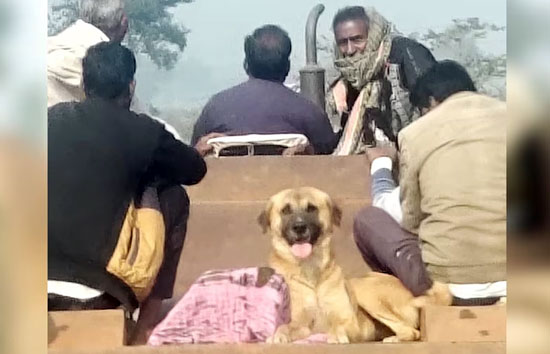 वफादारी क्या इस बेजुबान से पूछो? मालिक की मौत के बाद भी नहीं छोड़ा साथ, पोस्टमार्टम हाउस से श्मशान तक गया साथ 