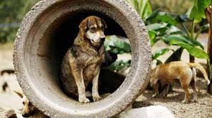 लखनऊ: जनेश्वर मिश्र पार्क के पास शरारती तत्वों ने तीन कुत्तों को जिंदा जलाकर मार डाला