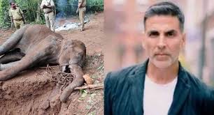 गर्भवती हाथी के साथ हुई शर्मनाक घटना, भड़के अक्षय कुमार ने माँगा न्याय 