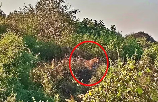 रहमान खेड़ा में टाइगर ने लगाई दहाड़, सांड को बनाया शिकार, तलाश में जुटी वन विभाग टीमें 