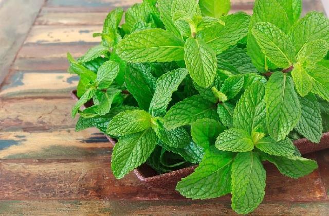 ऐसे करें गर्मियों में पुदीने की पत्तियों को स्टोर
