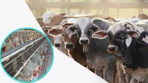 गर्मियों में दुधारू पशुओं का ऐसे रखें ख्याल