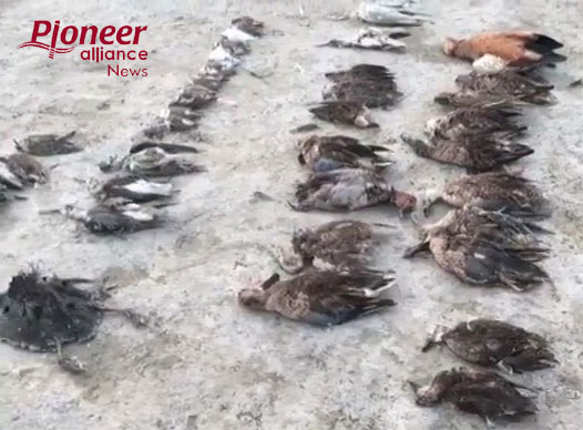 जयपुर : 1000 पक्षियों की संदिग्ध हालत में मौत, जांच में जुटा प्रशासन