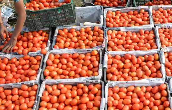 7वें आसमान में टमाटर की कीमतें, चंड़ीगढ़ में 350 रूपये प्रति किलो के पार दाम  