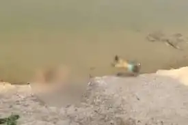 गंगा नदी में तैरती दिखीं दर्जनों लाशें, कोरोना संक्रमित होने के डर मचा हड़कंप