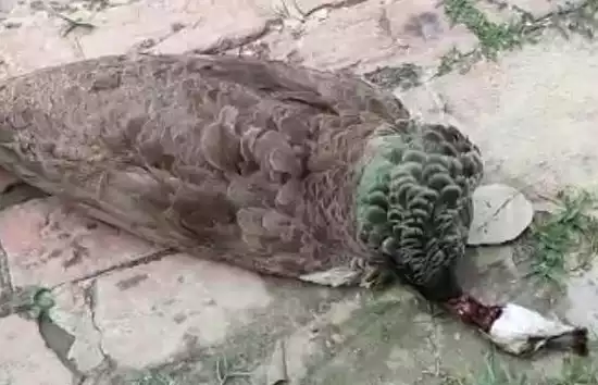 राष्ट्रीय पक्षी मोर की हत्या के आरोप में तीन पर मुकदमा दर्ज