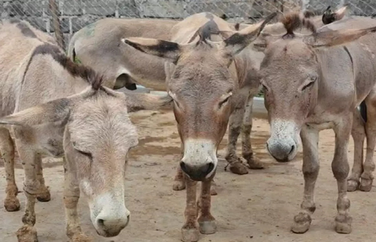 केरल : महिला से पुरुष बनने वाला शख्स हुआ प्रेग्नेंट, ट्रांस कपल मार्च में बनेंगे पिता 