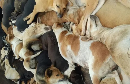 तेलंगाना  : शख्स का आरोप गांव में 100 से ज्यादा कुत्तों को दिया गया जहर, मौत के बाद कुएं में फेंका   
